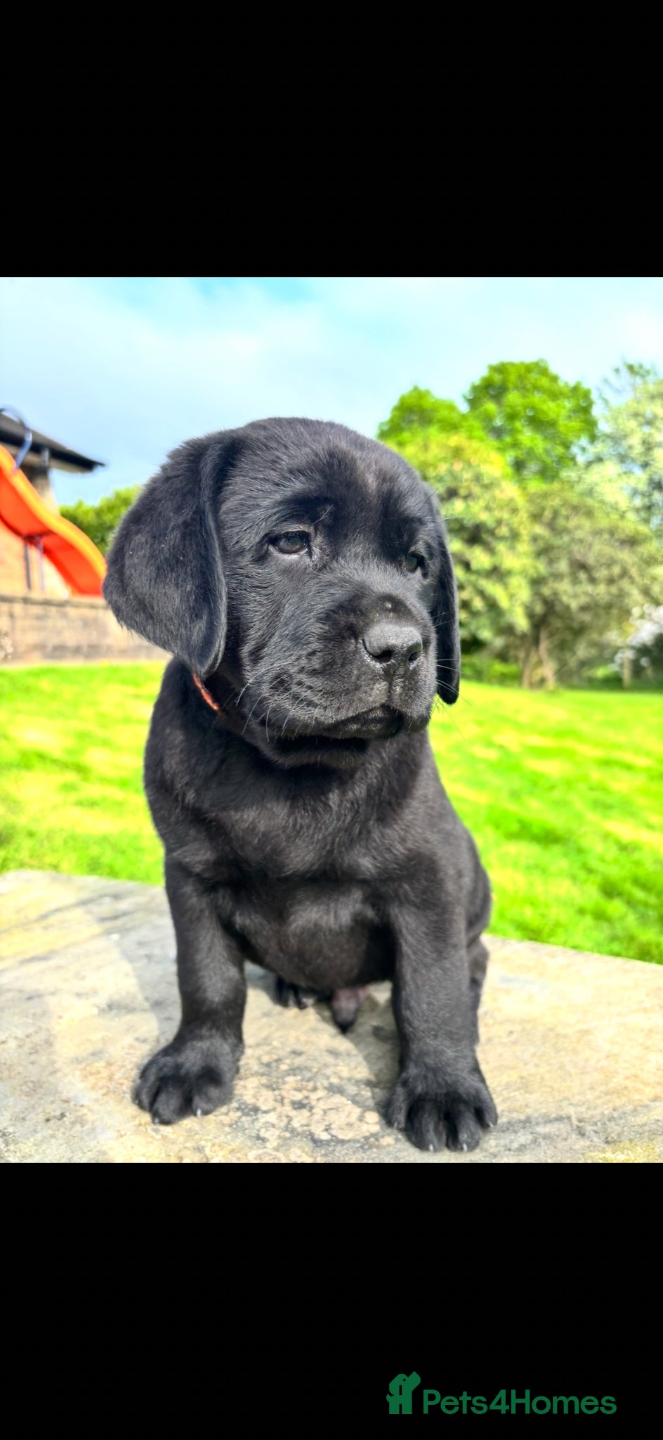 Labrador Retriever dogs True Show Line Chunky Labrador Puppies  - Advert 11
