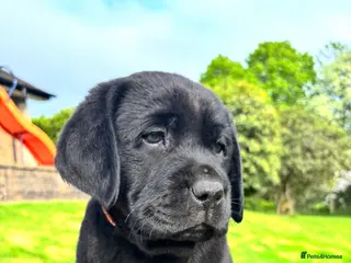 Labrador Retriever dogs True Show Line Chunky Labrador Puppies - Advert 11