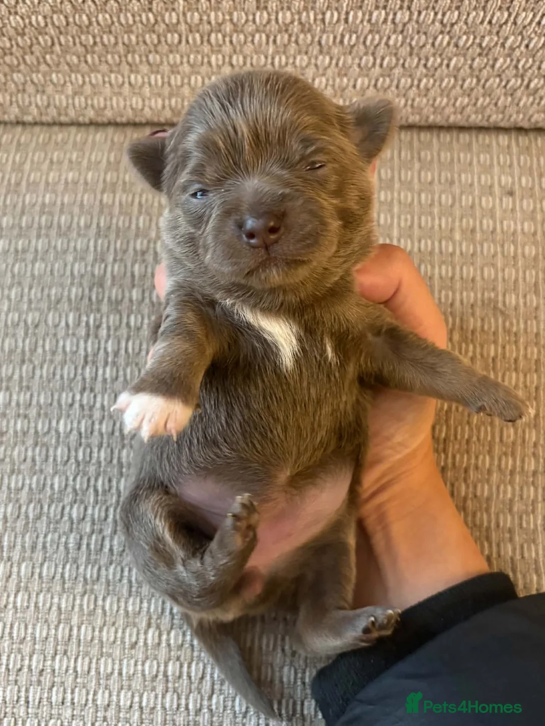 Chihuahua dogs for sale: Exceptional Litter,  Lilac Long-Haired Chihuahuas  in Washington - Advert 11