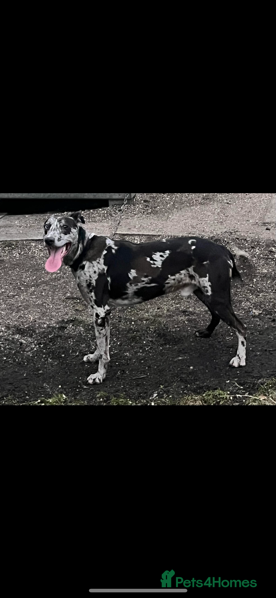Mixed Breed dogs for sale: Suluki collie bull greyhound  - Image 2