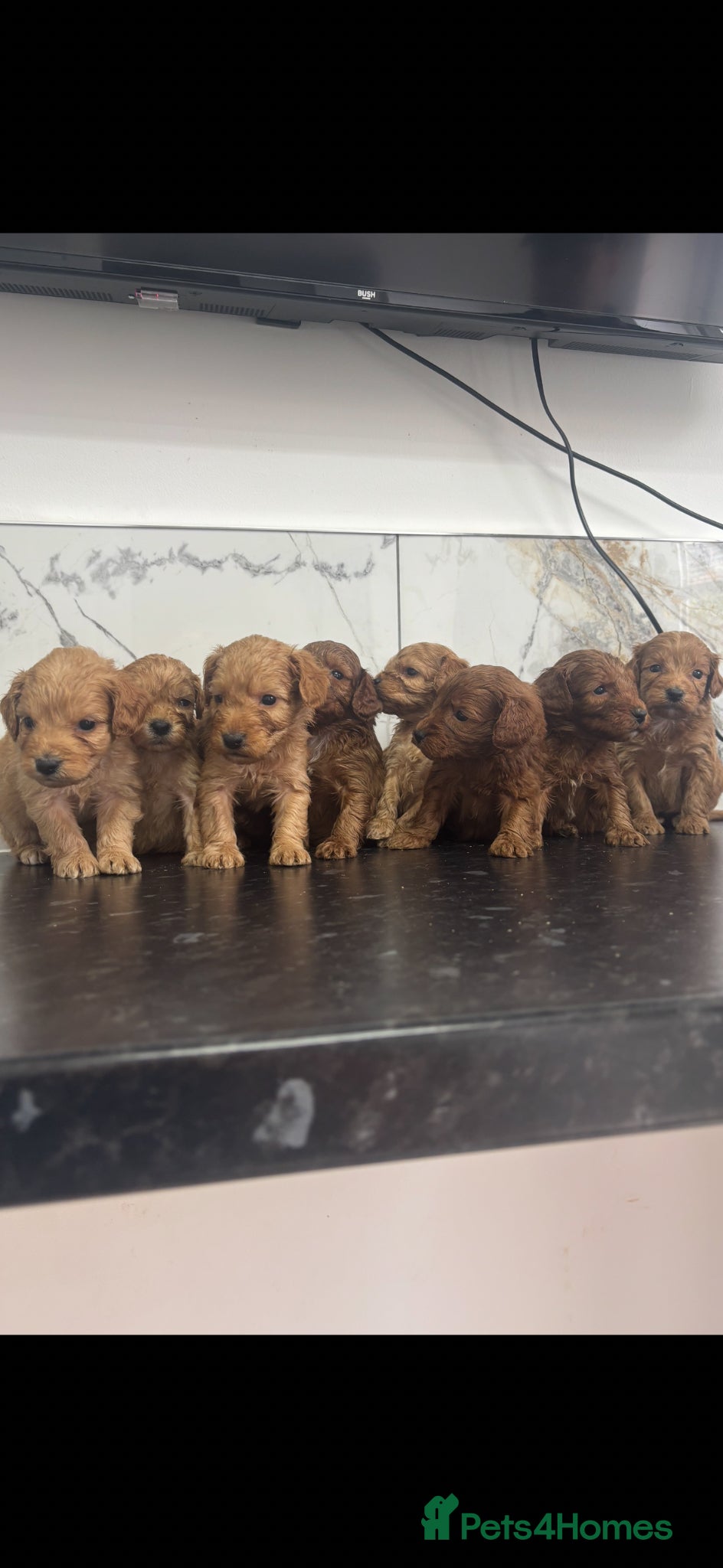 Maltipoo dogs for sale:  Fox red Quality maltipoo puppies - Advert 1