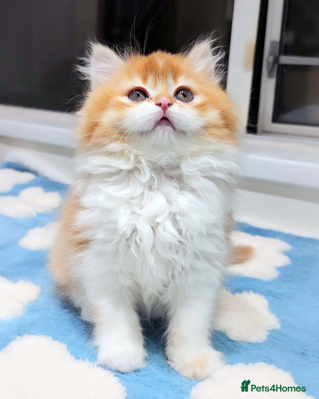 British Shorthair cats for sale: Lovely BSH/BLH Kittens Ready For New Home - Advert 3