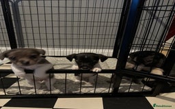 Jack Russell dogs for sale: Jack Russell pups  - Image 1