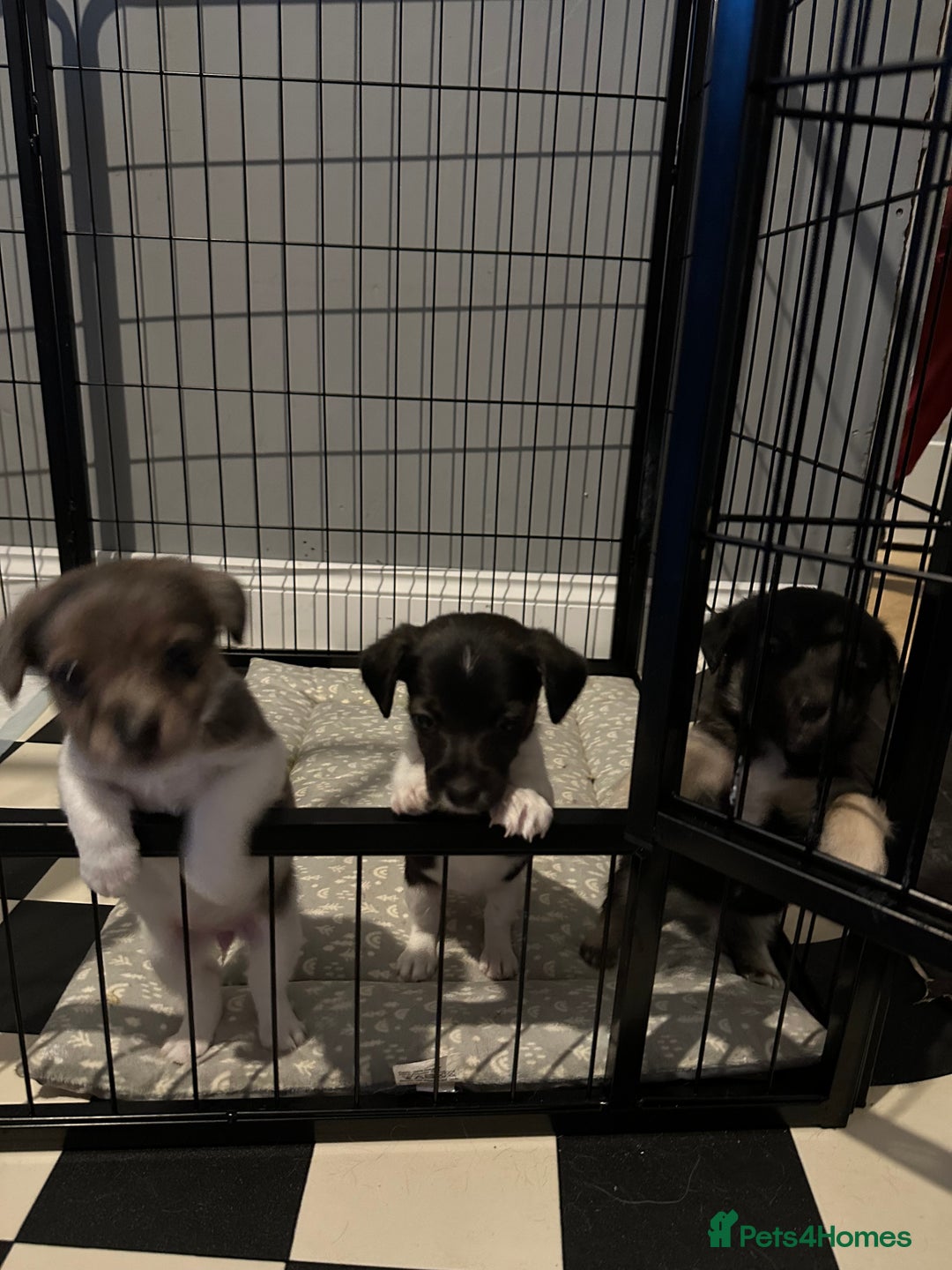 Jack Russell dogs for sale: Jack Russell pups  - Image 1