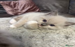 Ragdoll cats for sale: Beautiful Ragdoll kittens - Image 7