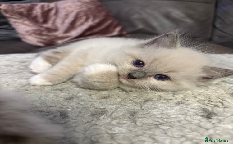 Ragdoll cats - Advert 13