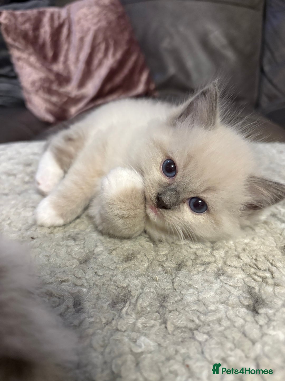 Ragdoll cats for sale: Beautiful Ragdoll kittens - Image 7