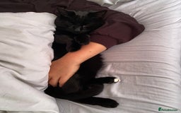 Domestic Shorthair cats for sale: Sergio - loving and affectionate cat - Image 4