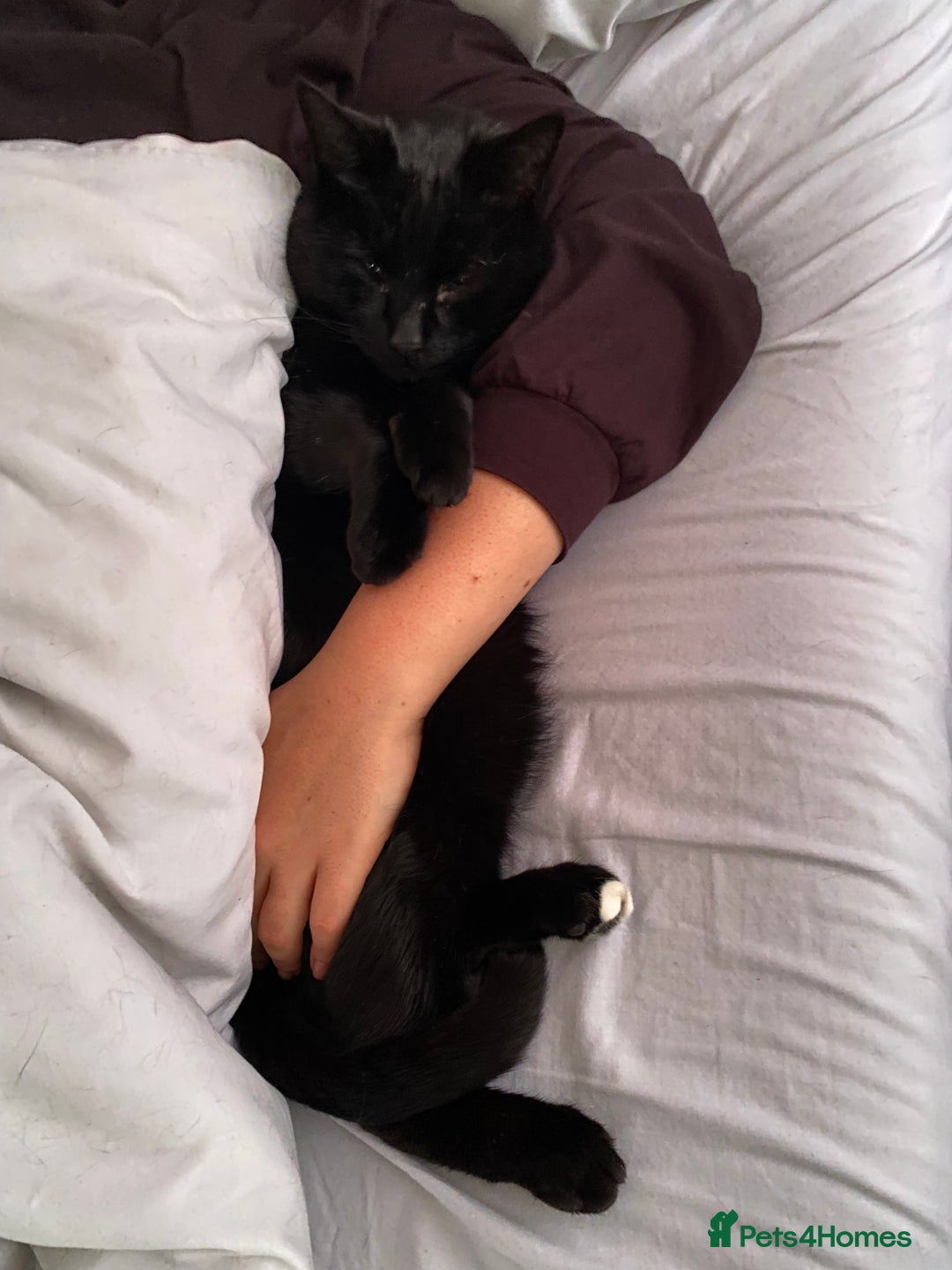 Domestic Shorthair cats for sale: Sergio - loving and affectionate cat - Image 4