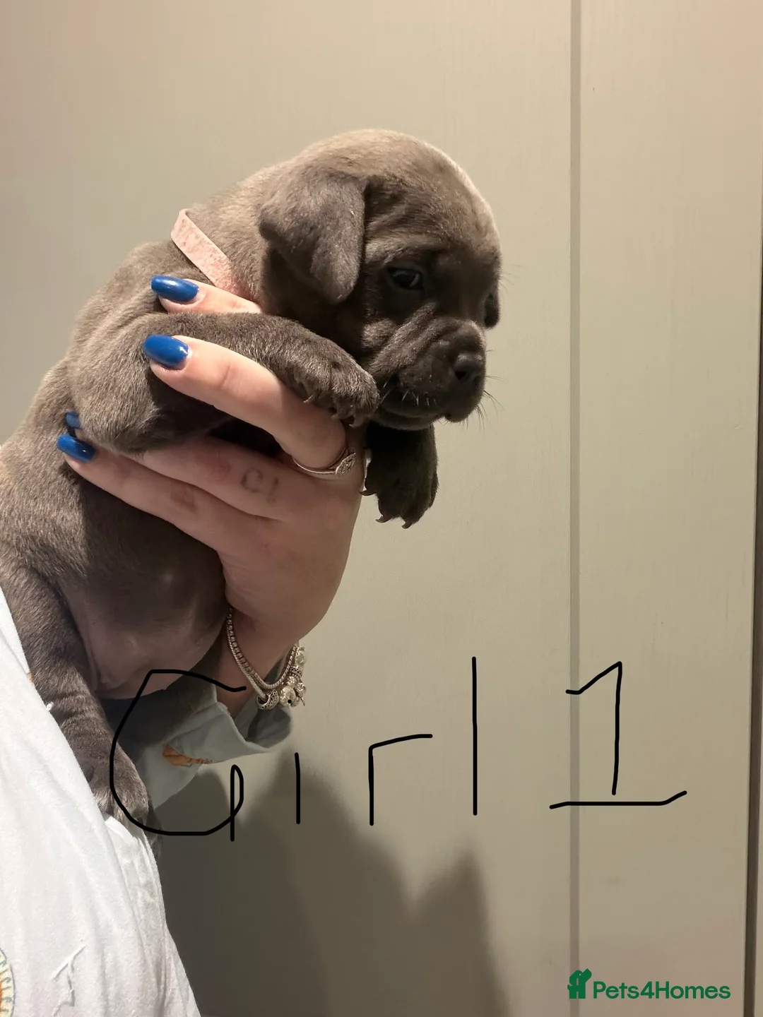 Staffordshire Bull Terrier dogs for sale: Amazing Staffordshire puppies - Advert 12