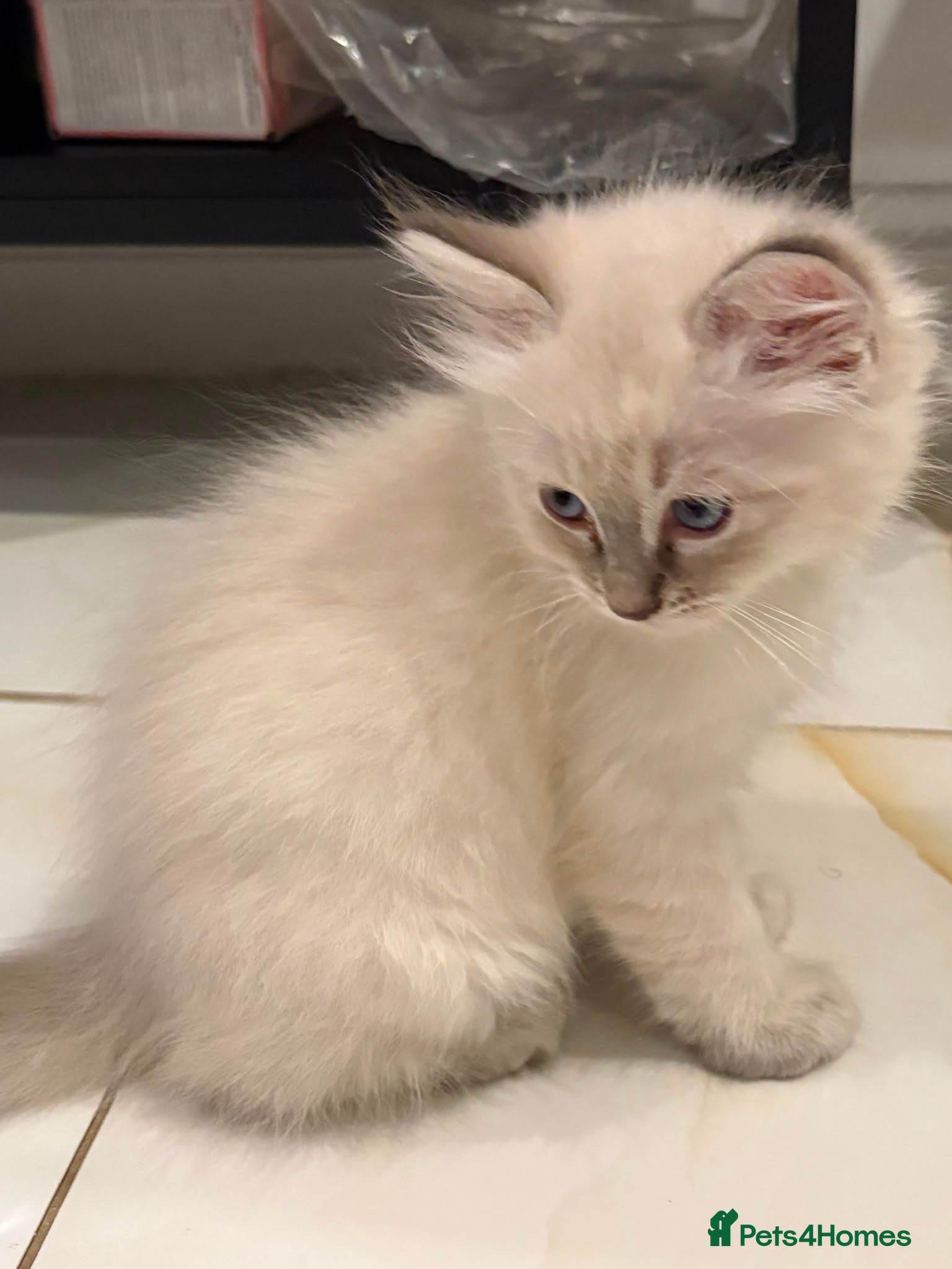 Ragdoll cats 💜 Stunning Lilac Ragdoll Kitten Boy - Advert 18