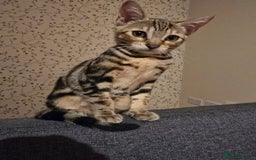 Bengal cats for sale: Bengal kittens - Image 16