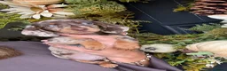 Miniature Dachshund dogs for sale: Beautiful Kc Reg miniature dachshunds  - Advert 2