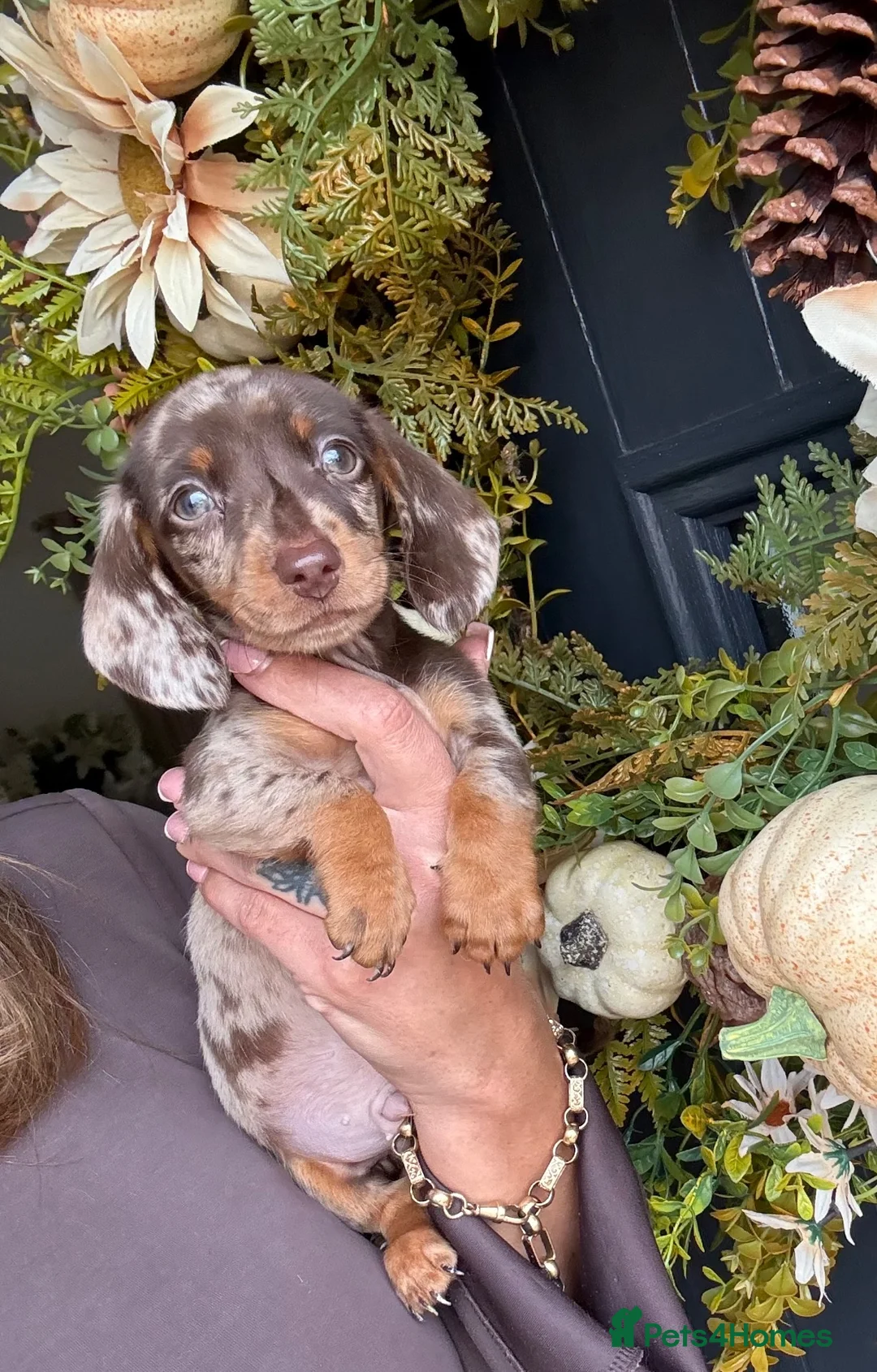 Miniature Dachshund dogs for sale: Beautiful Kc Reg miniature dachshunds  - Advert 2