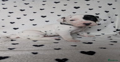 Dalmatian dogs Beautiful KC registered Dalmatian puppies - Advert 7