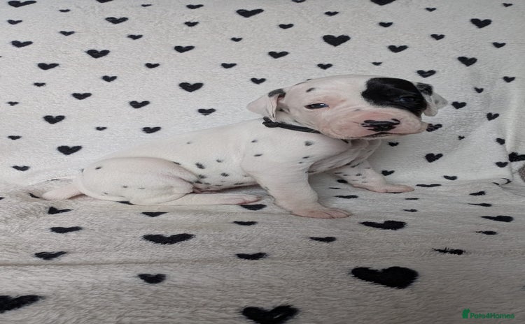 Dalmatian dogs Beautiful KC registered Dalmatian puppies - Advert 4