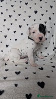 Dalmatian dogs Beautiful KC registered Dalmatian puppies - Advert 4