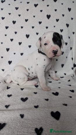 Dalmatian dogs Beautiful KC registered Dalmatian puppies - Advert 4