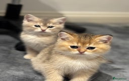 Scottish Fold cats for sale: Lovely Scottish Straight Kittens Ready fo Families - Advert 4