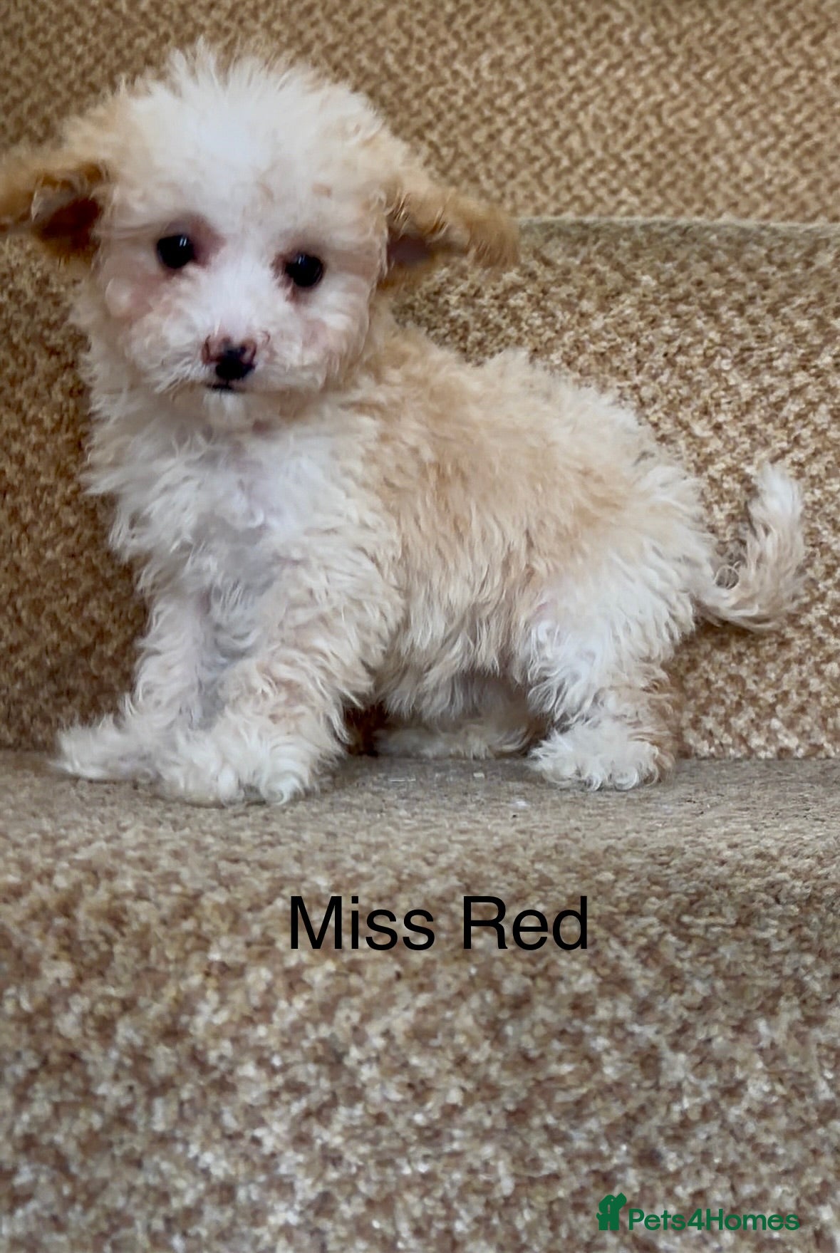 Cavapoo dogs X1 Beautiful F1b Cavapoo puppie remaining  - Advert 11