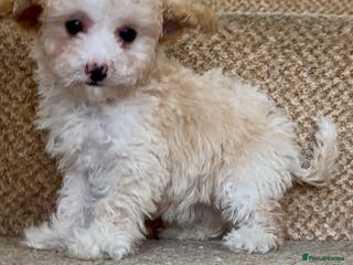 Cavapoo dogs X1 Beautiful F1b Cavapoo puppie remaining - Advert 11