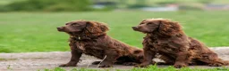 Cocker Spaniel dogs for sale: Fabulous working cocker spaniel - Advert 7