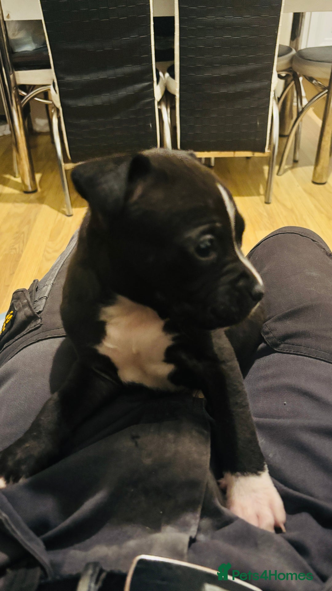 Staffordshire Bull Terrier dogs for sale: Last Male puppy  - Advert 2