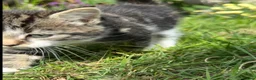 Mixed Breed cats for sale: 4x Maincoon X American Wire Hair Kittens for sale  in Stourport-on-Severn - Advert 22