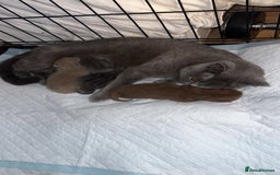 British Shorthair cats for sale: British shorthair kittens  - Image 8