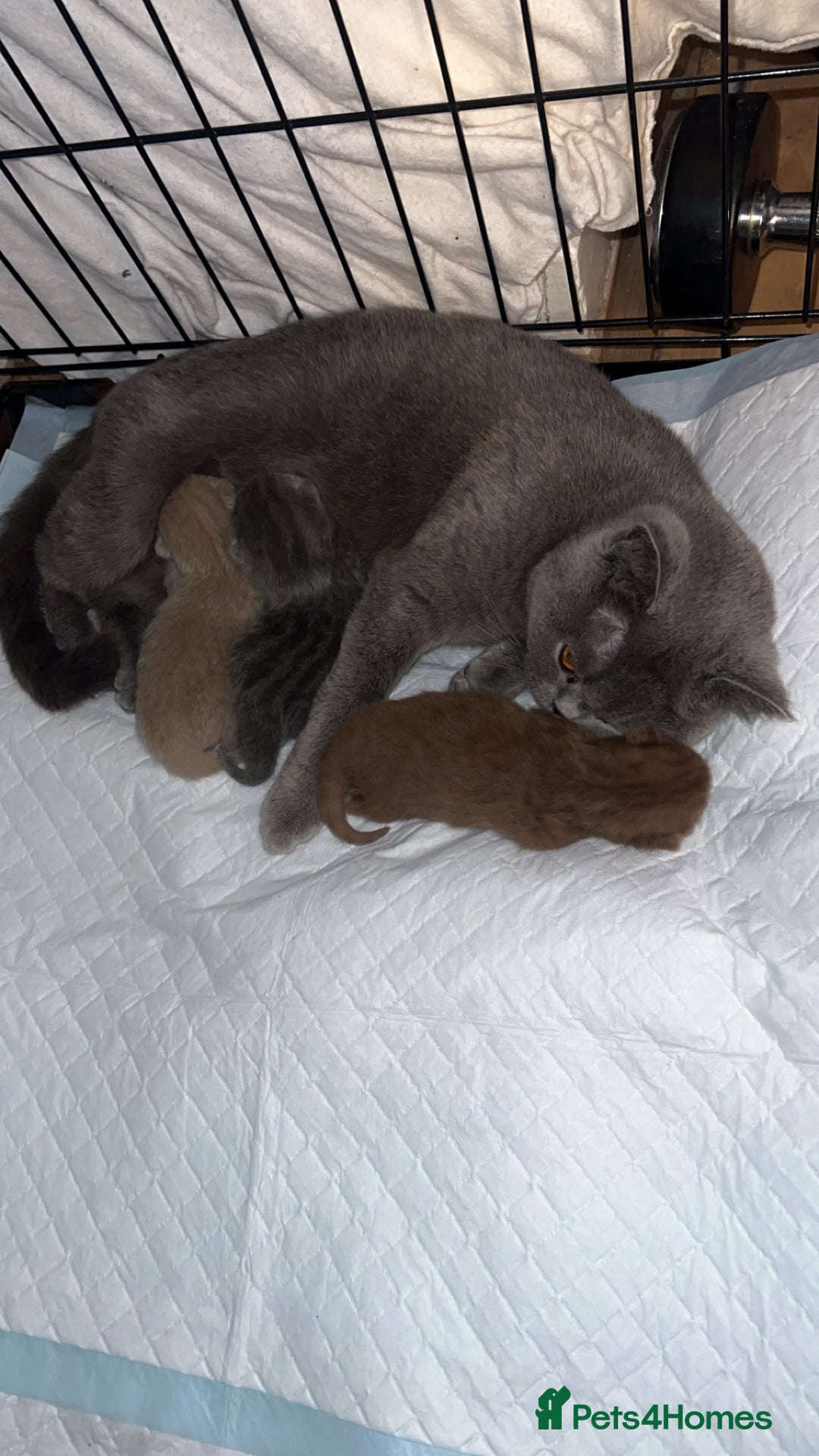 British Shorthair cats for sale: British shorthair kittens  - Image 8
