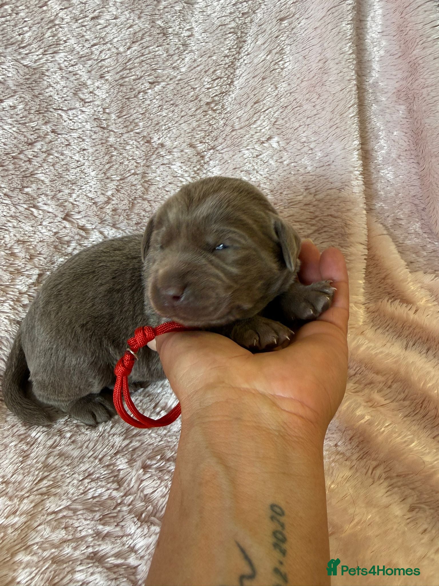 Labrador Retriever dogs RARE Stunning Silver & Charcoal Labrador Boy pups - Advert 13