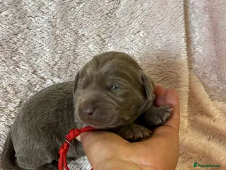 Labrador Retriever dogs RARE Stunning Silver & Charcoal Labrador Boy pups - Advert 11