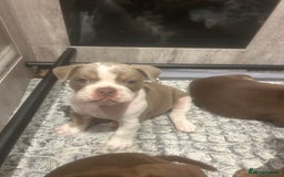 Olde English Bulldogge dogs for sale: Olde English Bulldog Puppies - Image 18