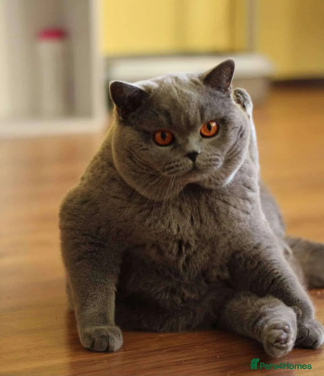 British Shorthair cats for stud: 👑 BRITISH SHORTHAIR STUD SERVICE AVAILABLE 👑 - Advert 8
