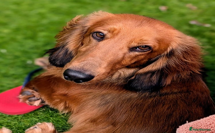 Dachshund dogs - Advert 2