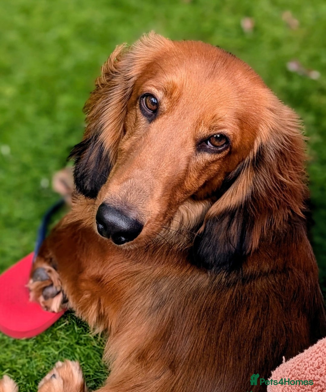 Dachshund dogs for sale: Dachshund for re-homing - Image 1