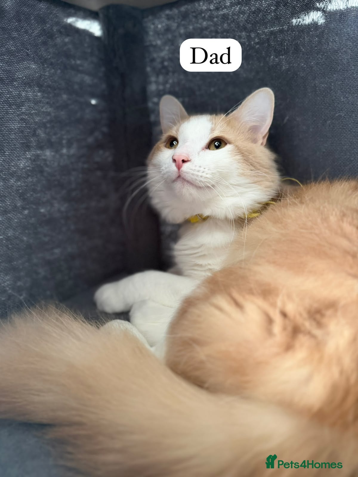 British Shorthair cats 3 BSH/ragdoll kittens🐾 - Advert 2