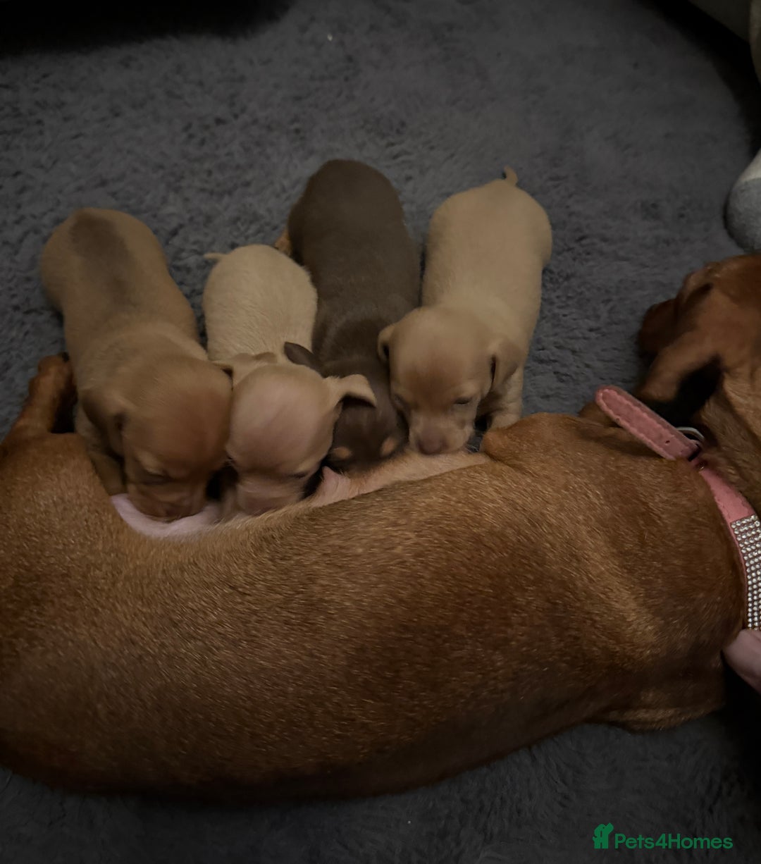 Chiweenie dogs for sale: Stunning Micro Chiweenie Litter - Smallest in UK - Advert 2