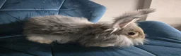 Angora rabbits for sale: ❤️Stunning full- face English Angora Babies❤️ - Advert 10