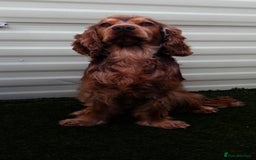 Cocker Spaniel dogs for sale: Arlo cocker spaniel show type  - Image 2