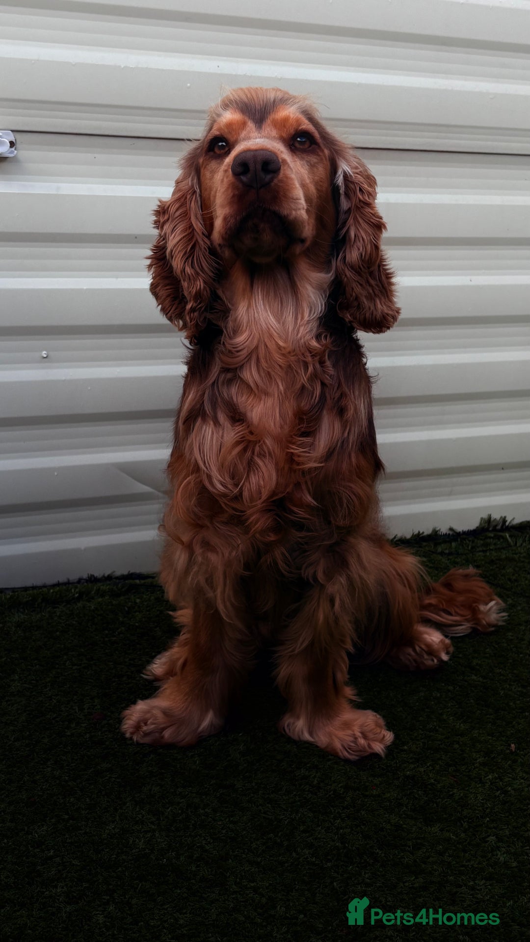 Cocker Spaniel dogs for sale: Arlo cocker spaniel show type  - Image 2