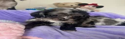 Cavapoo dogs for sale: Health tested Cavapoo pups  - Advert 25