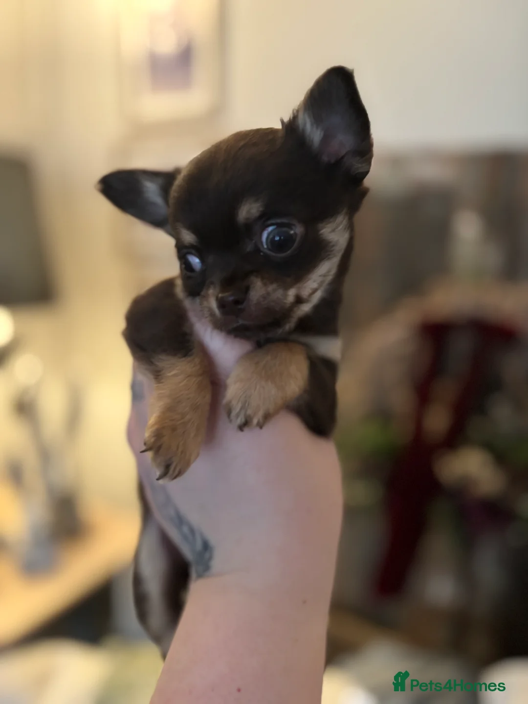 Chihuahua dogs for sale: Chocolate chihuahua boys ready now  - Advert 4