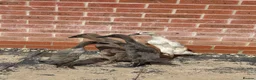 Ducks poultry for sale: Indian runner ducklings for sale - Advert 3