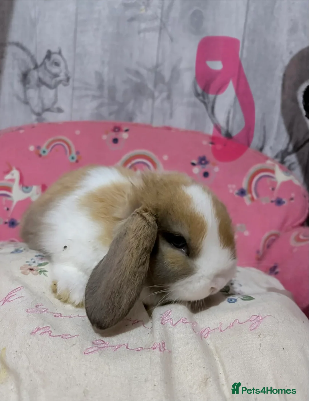Mini Lop rabbits for sale: Mini lop babies 🐰  - Advert 3