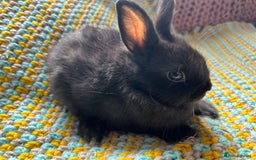 Netherland Dwarf rabbits for sale: Vaccinated Netherland Dwarf Rabbits - Image 12