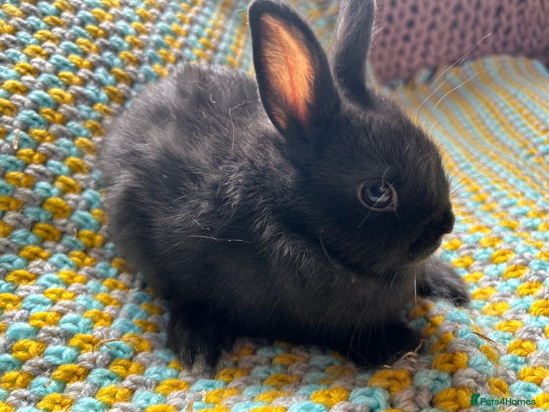 Netherland Dwarf rabbits for sale: Vaccinated Netherland Dwarf Rabbits - Image 12