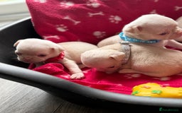 Pug dogs for sale: 7 boys ready to go next week!!!🩵 - Image 18