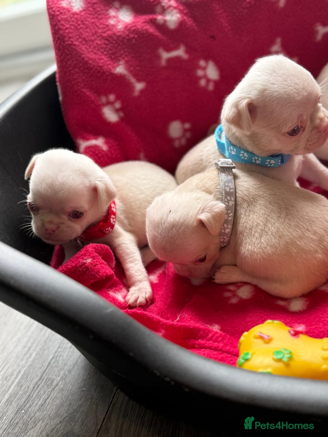Pug dogs for sale: 7 boys ready to go next week!!!🩵 - Image 18