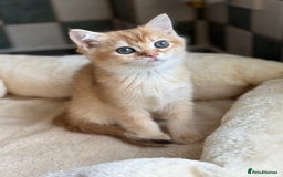 British Shorthair cats for sale: GCCF reg British Shorthair Chocolate Gold Kittens  in London - Image 40
